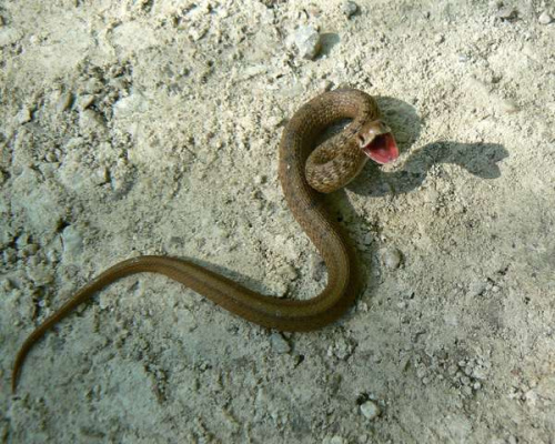 Правила поведения при встрече со змеями и оказание первой помощи при укусе змей