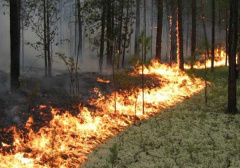При обнаружении лесного пожара