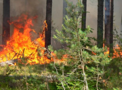 Пожарная безопасность в лесах не терпит беспечности!