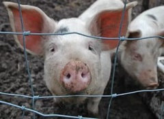 Информация для населения об «Африканской чуме свиней»