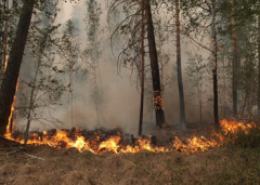 Информация для населения  о правилах поведения вблизи очага пожара в лесу или на торфянике
