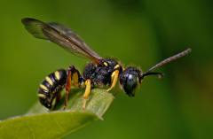 Пчелы медоносные, осы, шмели, шершни распространены на всей территории Владимирской области