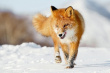 Осторожно - дикие лисы