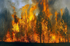 Информация для населения о правилах пожарной безопасности в лесах