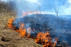 На территории ЗАТО г.Радужный Владимирской области установлен пожароопасный период