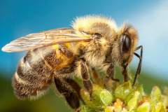 Пчелы медоносные, осы, шмели, шершни распространены на всей территории Владимирской области