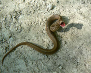 Информация для населения о правилах поведения при встрече со змеями
