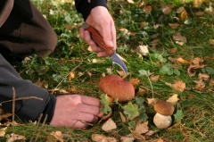 Информация для населения о правилах безопасности при подготовке к походу в лес за «дарами природы»